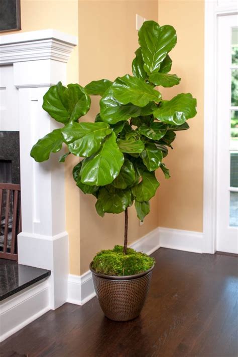 Real fiddle leaf fig tree. Things To Know About Real fiddle leaf fig tree. 